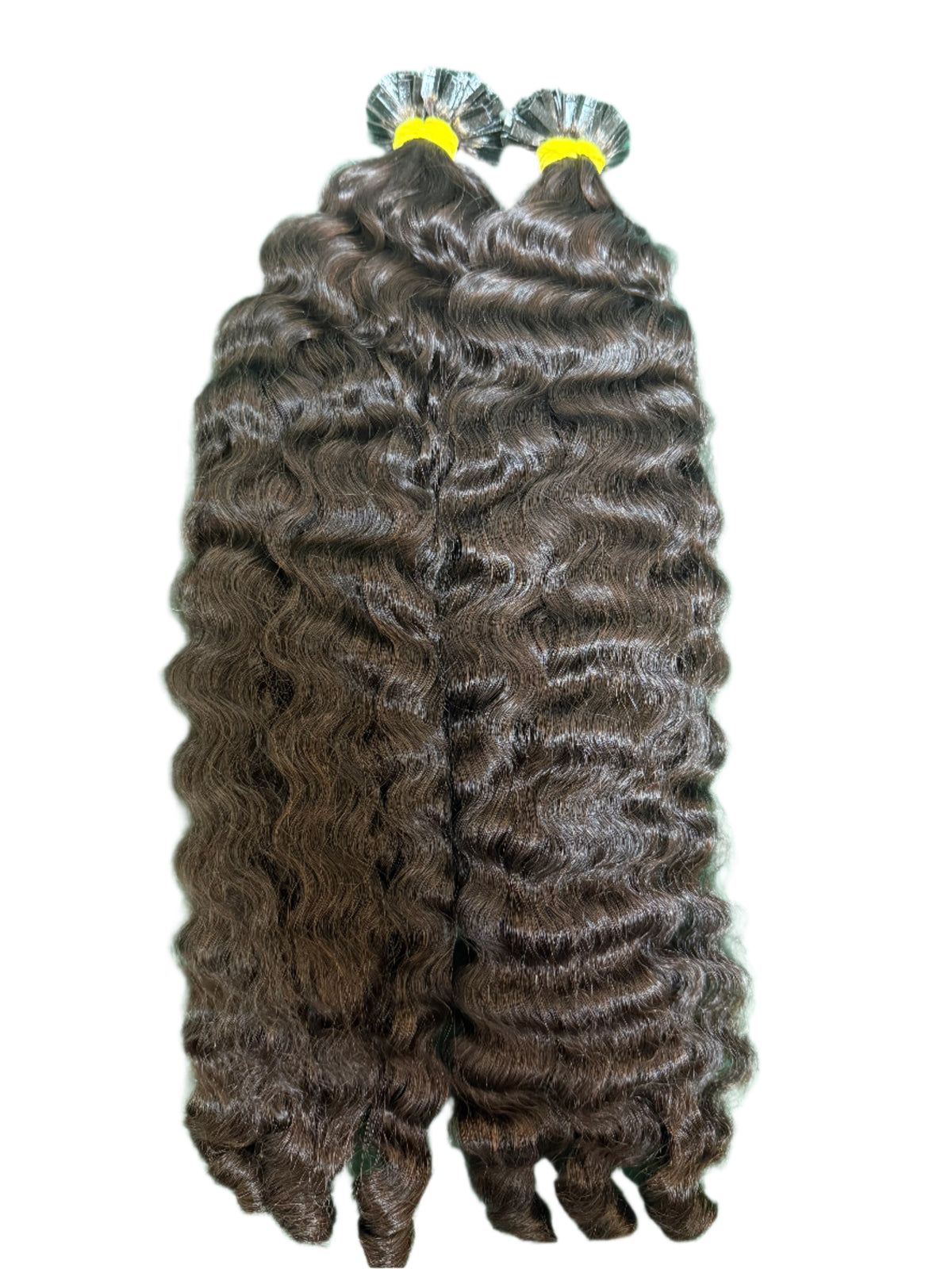 Burmese Curly K-Tips